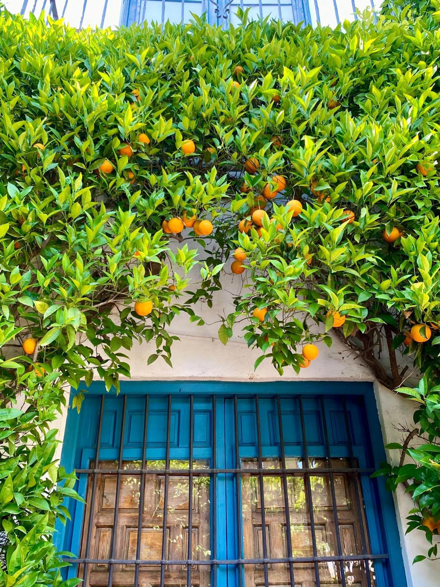 La Buganvilla De Santiago Córdoba Exterior foto
